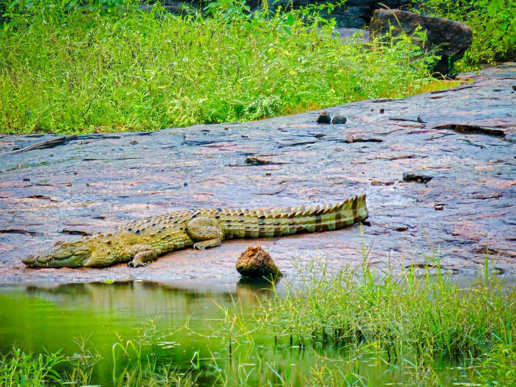 Peacock'S Paradise Safari Hostel อุดาวาลาเว ภายนอก รูปภาพ